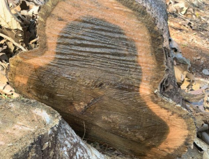 Teak Sawlog 1300 mm x 8 m