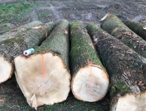 Фанерный кряж Ясень белый 500 мм x 6 м