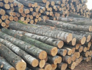 Фанерный кряж Береза 180 мм x 6 м