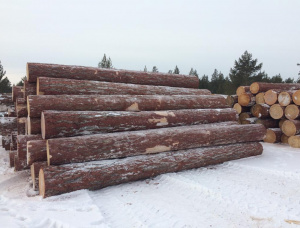 Sibirya karaçamı Kerestelik tomruk 100 mm x 6 m