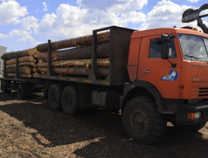 Pinheiro-silvestre Toras para serraria 400 mm x 6 m