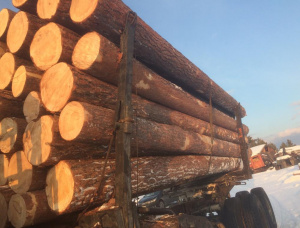 Sibirya çamı Kerestelik tomruk 500 mm x 6 m