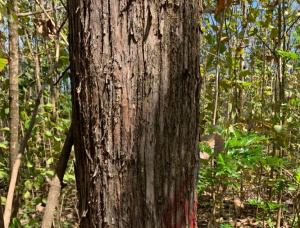 Teak Sawlog 1300 mm x 8 m