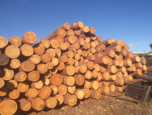 Sibirya karaçamı Kerestelik tomruk 30 mm x 6 m