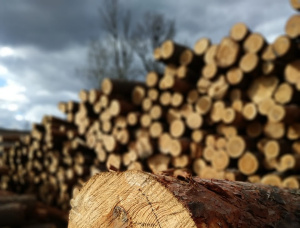30 mm x 120 mm x 4000 mm Pine Lumber