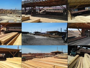 Sibirya çamı Kerestelik tomruk 200 mm x 6 m