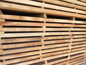 50 mm x 120 mm x     Haya Madera aserrada