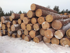 Sibirya karaçamı Kerestelik tomruk 100 mm x 6 m