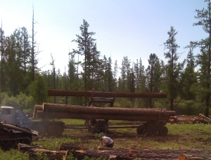 Пиловочник Лиственница 500 мм x 12000 мм