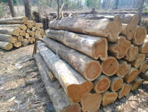 Teca Plantones forestales  101-110