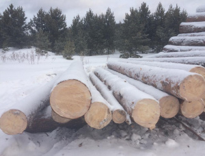 Sibirya çamı Kerestelik tomruk 500 mm x 6 m