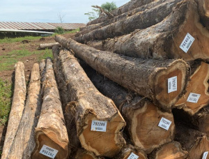 Teak Sawlog 1300 mm x 8 m