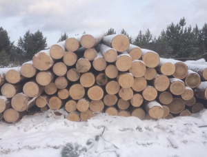 Sibirya çamı Kerestelik tomruk 30 mm x 6 m