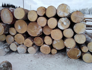 Cemara Siberia Kayu bulat untuk penggergajian 500 mm x 6 m