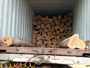 Teak Sawlog 160-445 mm x 2.3 m