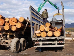 立木西伯利亚云杉和歐洲赤松6000000 m<sup>3</sup>