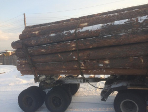 Sibirya çamı Kerestelik tomruk 500 mm x 6 m