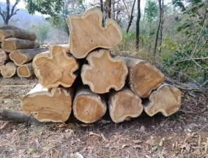 Teca Plantones forestales  101-110