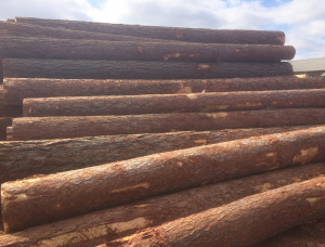Sibirya karaçamı Kerestelik tomruk 30 mm x 6 m