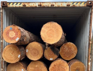 200 mm x 160 mm x 4000 mm KD R/S Heat Treated Obéché (Abachi, Ayous, Samba, Wawa) Lumber