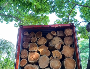 Teak Sawlog 160-445 mm x 2.3 m