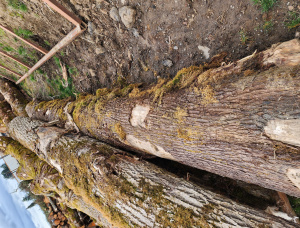 Bordo Toras para serraria 50 in. x 20 ft.