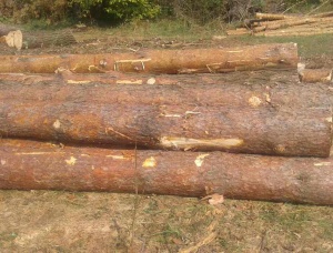 Sibirya çamı Kerestelik tomruk  x 3.8 m