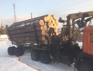 Sibirya çamı Kerestelik tomruk 500 mm x 6 m