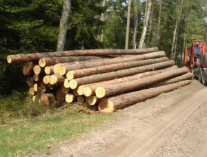 Radiata Pine Sawlog 300 mm x 5.9 m