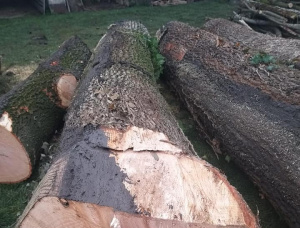 Oak Sawlog 650 mm x 11.8 m