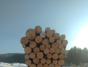 Sibirya çamı Kerestelik tomruk 500 mm x 6 m