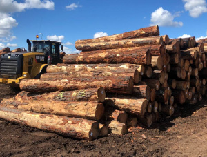 Radiata Pine Sawlog 500 mm x 3.9 m