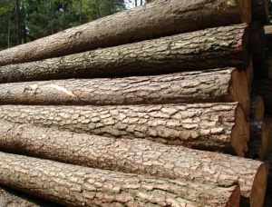 Radiata Pine Sawlog 300 mm x 5.9 m