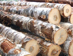 Poplar Pulpwood  x 3.2 m