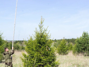 Pine Tree Seedlings  151-160