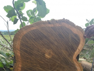 4 mm x 4 mm x 6 mm Teak Lumber