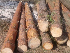 Sibirya çamı Kerestelik tomruk  x 3.8 m