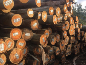 Eucalyptus Sawlog 200-300 mm x 5.2 m
