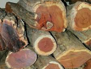 خشب النار غير الملموس 100 mm x 100 mm