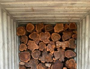 Teak Sawlog 160-445 mm x 2.3 m