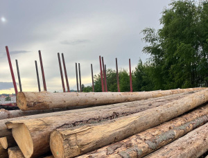 Spruce Sawlog 500 mm x 11.8 m