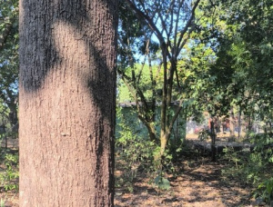 Teak Sawlog 500-700 mm x 6000 m