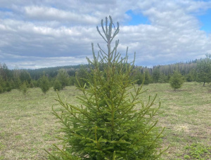Pine Tree Seedlings  151-160