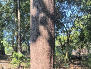 Teak Sawlog 500-700 mm x 6000 m
