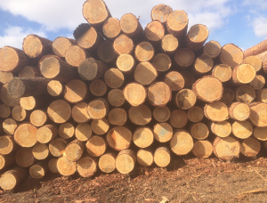 Sibirya karaçamı Kerestelik tomruk 30 mm x 6 m