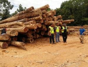 Kerestelik tomruk  x 7 m