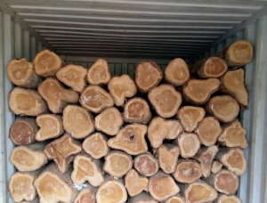 Teak Sawlog 160-445 mm x 2.3 m