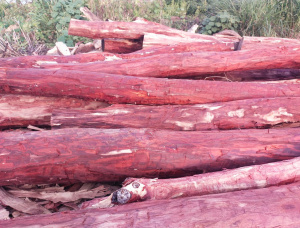 Sandalwood Sawlog 50 in. x 10 ft.