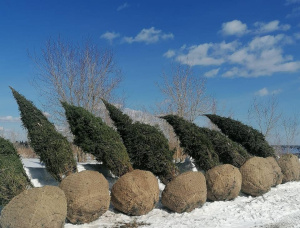 Pine Tree Seedlings  151-160