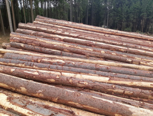 Abeto europeu Toras para serraria 600 mm x 12 m
